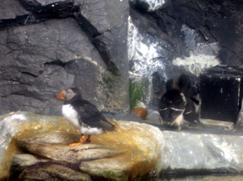baltimore aquarium 2005 national hence steamed exhibit heavily droplets blur seabird atlantic covered behind glass north water