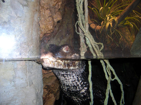 baltimore aquarium 2005 national exhibit caiman rainforest brazilian