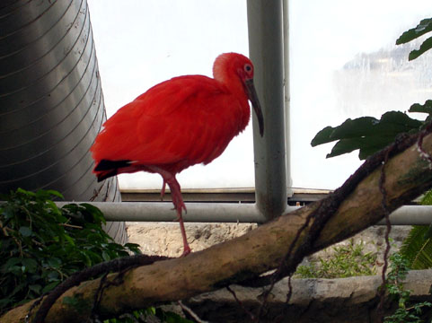 scarlet ibis plot